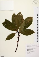 五掌楠藏品圖，第1張