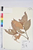 印度苦櫧藏品圖，第1張