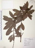 楊梅藏品圖，第1張