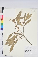 赤皮、赤皮椆藏品圖，第1張