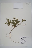 平伏莖白花菜、成功白花菜藏品圖，第1張