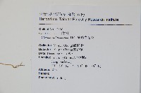 平伏莖白花菜、成功白花菜藏品圖，第2張