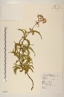 臺灣澤蘭藏品圖，第1張