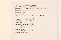 玉山薄雪草藏品圖，第2張