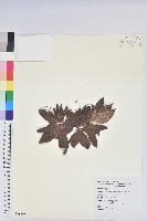 玉山杜鵑藏品圖，第1張