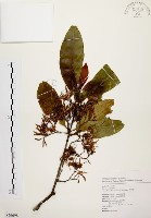 茜草樹藏品圖，第1張