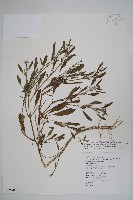 伏毛天芹菜藏品圖，第1張