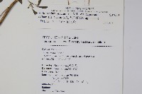 伏毛天芹菜藏品圖，第2張