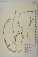 玉山石竹藏品圖，第1張