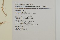 玉山石竹藏品圖，第2張