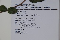 紅子莢迷藏品圖，第2張