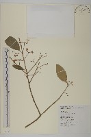 刺果衛矛藏品圖，第1張