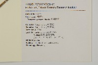 刺果衛矛藏品圖，第2張