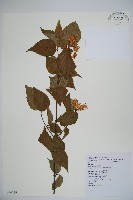 呂宋莢迷藏品圖，第1張