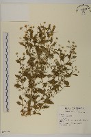 登錄號:S076739藏品圖，第1張