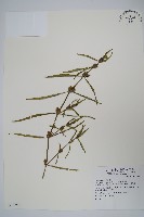 水蓑衣藏品圖，第1張