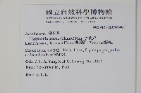 水蓑衣藏品圖，第5張