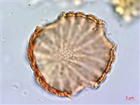 水蓑衣藏品圖，第2張