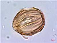 水蓑衣藏品圖，第3張