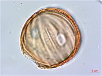 水蓑衣藏品圖，第4張