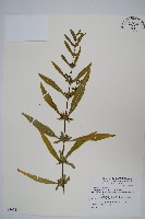 柳葉水蓑衣藏品圖，第1張