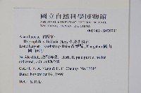 柳葉水蓑衣藏品圖，第2張