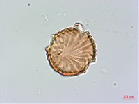 柳葉水蓑衣藏品圖，第2張