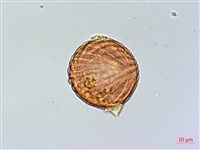 柳葉水蓑衣藏品圖，第3張