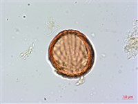 柳葉水蓑衣藏品圖，第4張