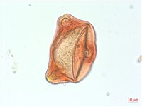 合歡柳葉菜藏品圖，第4張