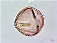 黃菫藏品圖，第2張