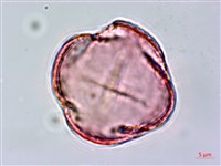 黃菫藏品圖，第3張