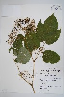 登錄號:S076746藏品圖，第1張