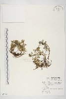 杉葉佛甲草藏品圖，第1張
