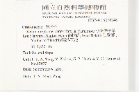 杉葉佛甲草藏品圖，第5張