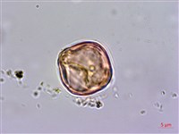 杉葉佛甲草藏品圖，第2張