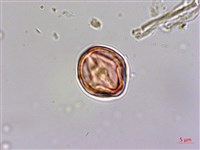 杉葉佛甲草藏品圖，第3張