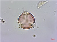 杉葉佛甲草藏品圖，第4張