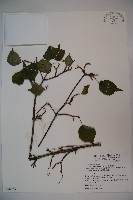 樺葉莢迷、玉山莢迷藏品圖，第1張