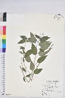 山靛藏品圖，第1張