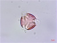 尖萼佛甲草藏品圖，第2張