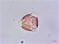 尖萼佛甲草藏品圖，第3張