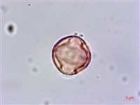 尖萼佛甲草藏品圖，第4張