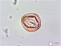異型葉木犀、刺格藏品圖，第3張