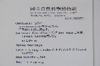 阿里山忍冬、漸尖葉忍冬藏品圖，第2張