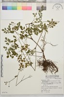 微毛爪哇唐松草藏品圖，第1張