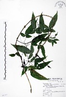 森氏鐵線蓮藏品圖，第1張