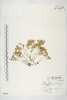 能高佛甲草藏品圖，第1張