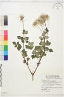 高山鐵線蓮藏品圖，第1張