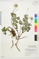 高山鐵線蓮藏品圖，第1張